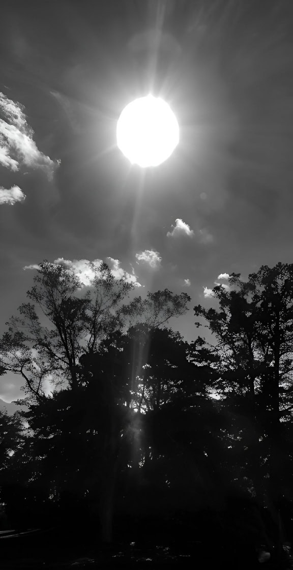 Sort/hvidt foto af solen, der skinner gennem skyerne med silhuet af træer