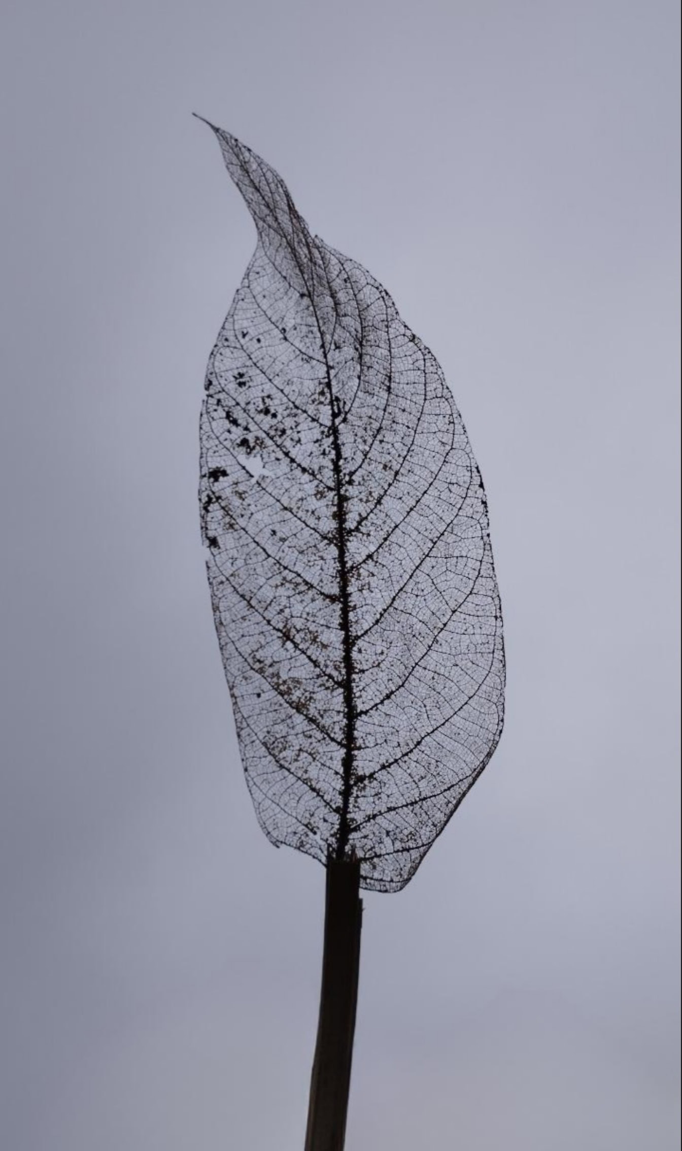 Genomskinligt skelett av bladnerver, svartvitt närbildfoto av ett sönderfallande blad