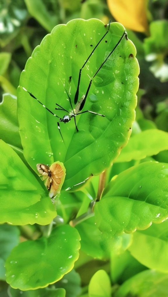 Нежное черное насекомое на листе