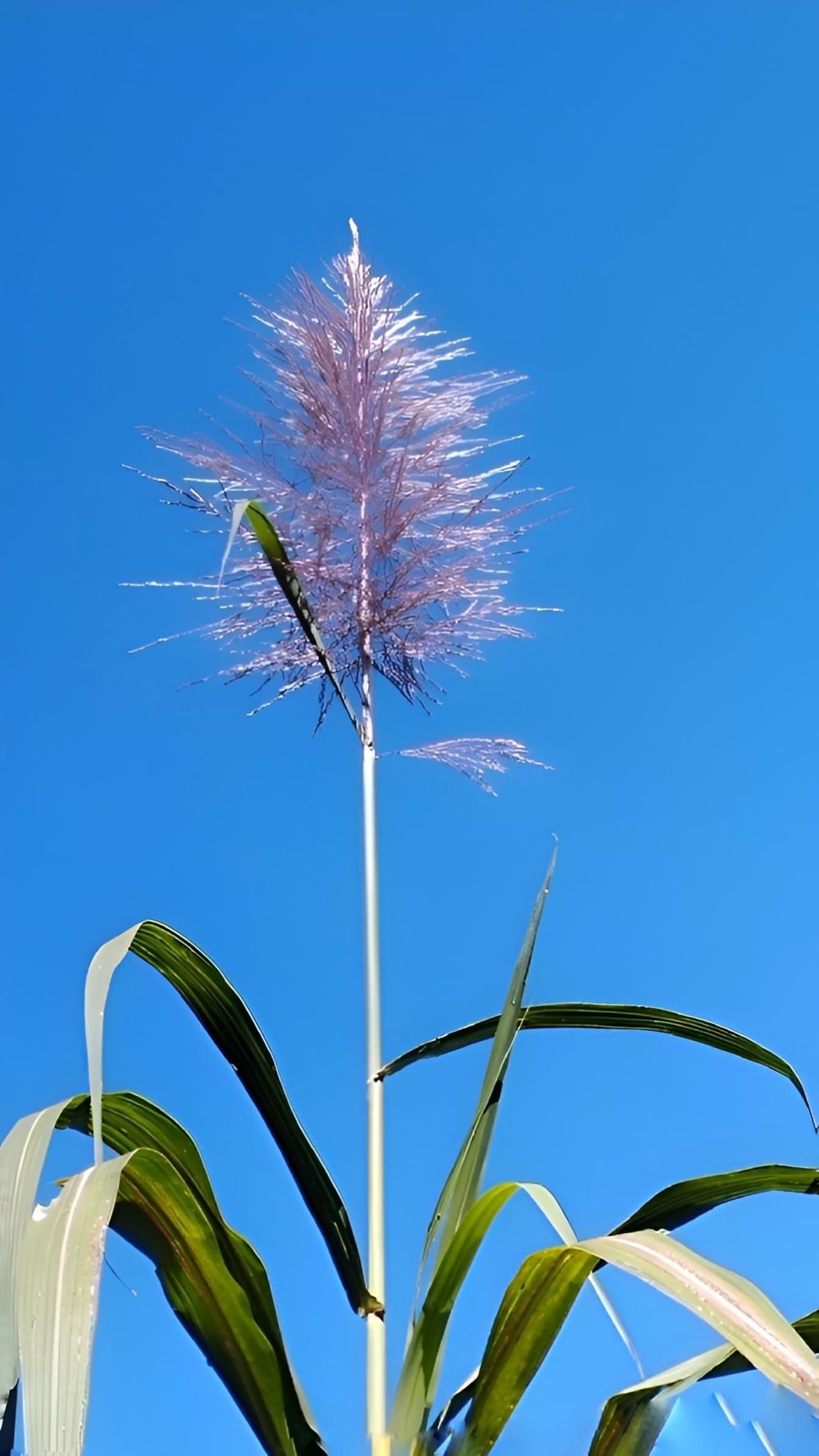 푸른 하늘에 꽃이 만발한 사탕 수수 허브 (Saccharum officinarum), 빠르게 자라는 큰 잔디 종