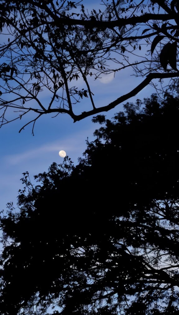 Moonlight of full Moon in the twilight sky trough tree canopy