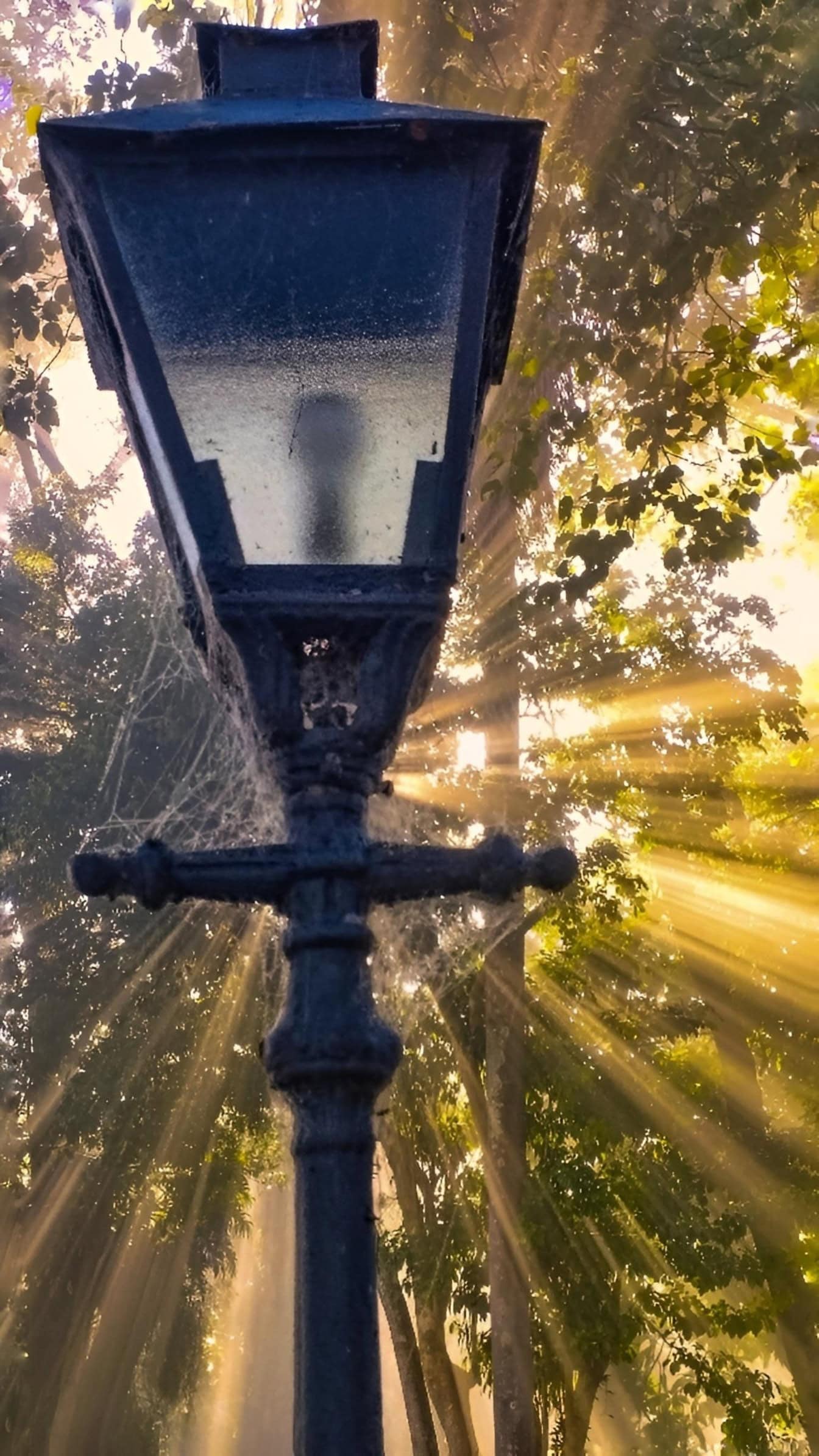 Straat gietijzeren lichtmast met spinnenweb en zonnestralen door de bomen op de achtergrond