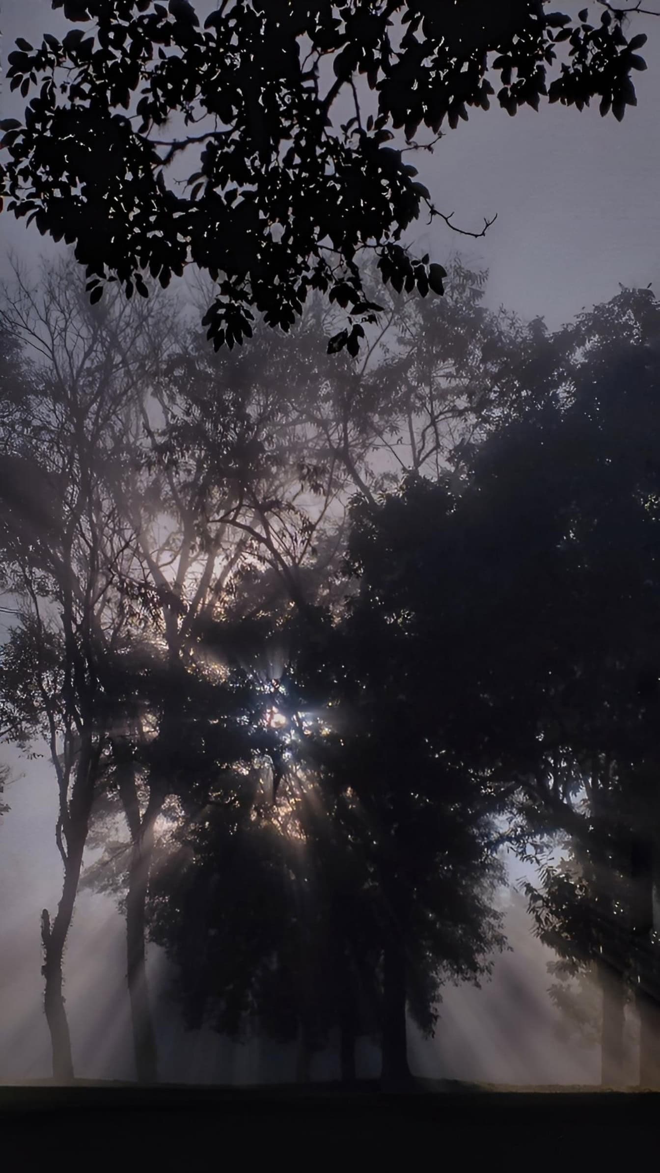 The Sun shines through the silhouette of the treetops at foggy dusk