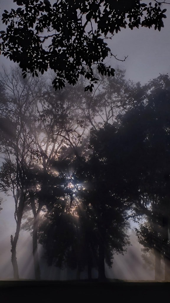 Le soleil brille à travers la silhouette de la cime des arbres au crépuscule brumeux