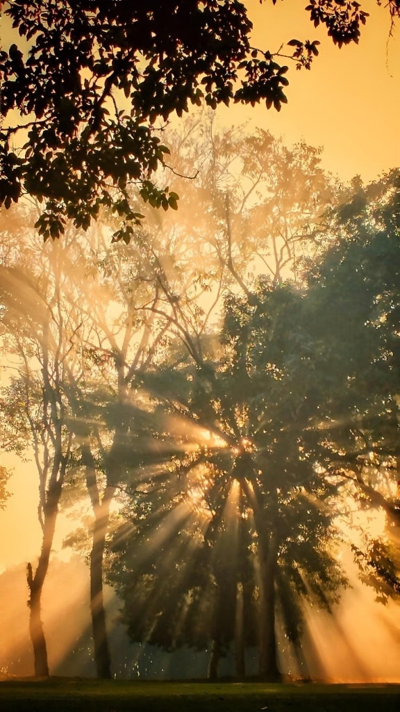 Beautiful misty sunrays between the trees at summer sunset