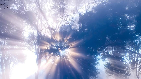 Une vue de dessous des rayons de soleil brumeux qui brillent à travers la canopée des arbres