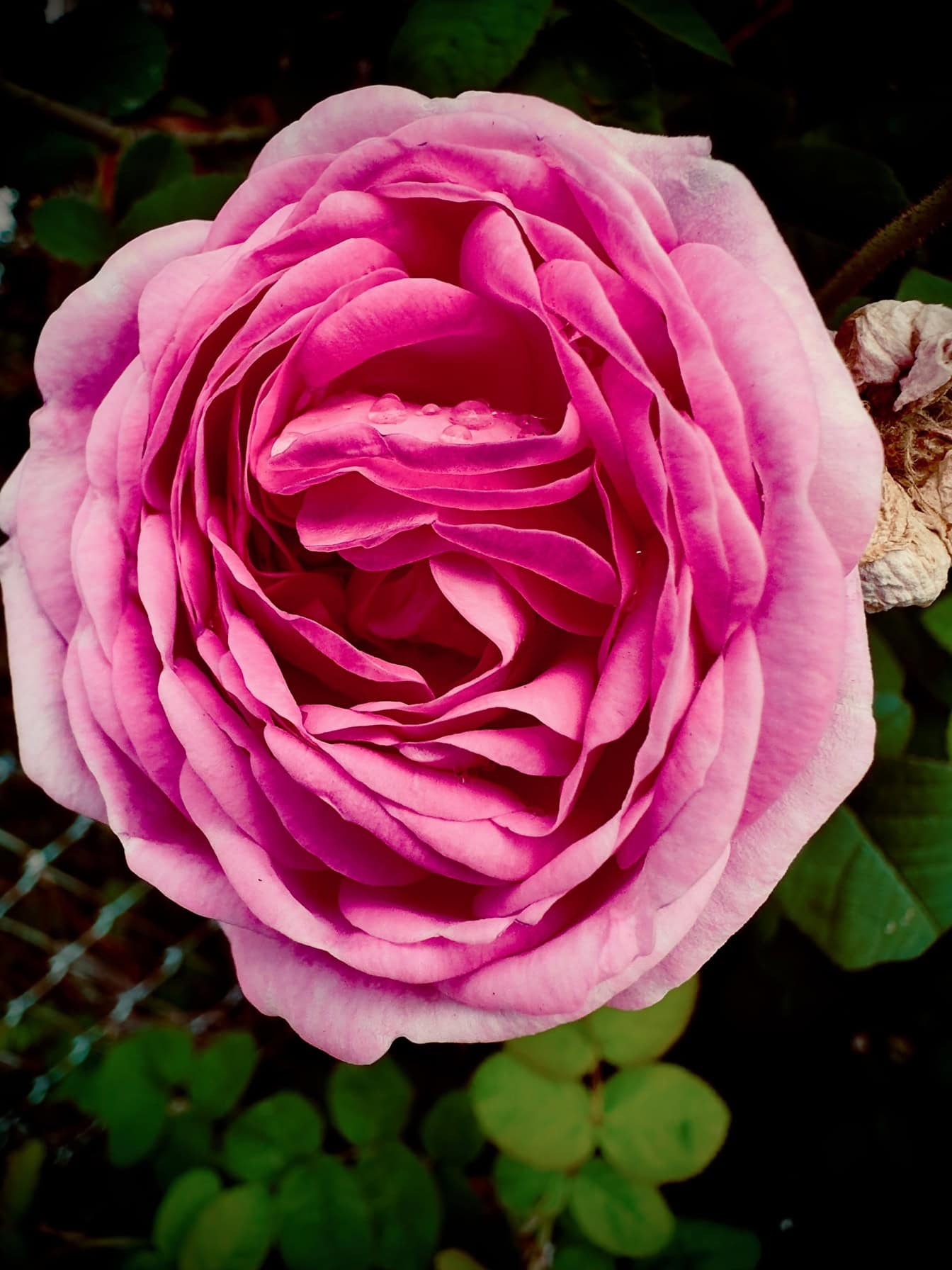 Detailný záber na krásnu ružovú anglickú ružu s kvapkami rosy na okvetných lístkoch