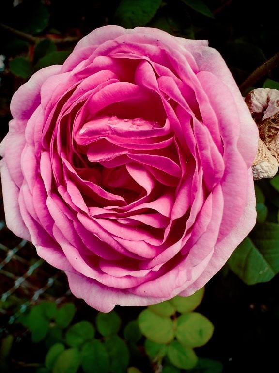 Närbild av en härlig rosa engelsk ros med daggdroppar på kronblad