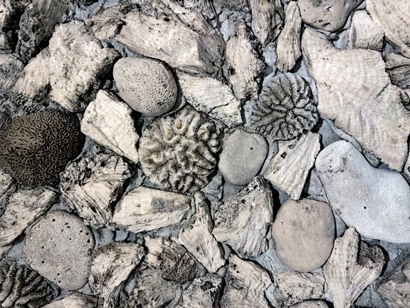 Close-up texture of various dried corals at wall