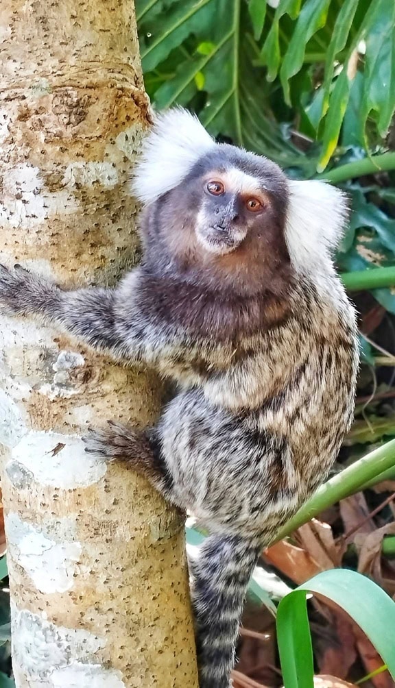 La scimmia uistitì dal ciuffo bianco che si arrampica su un albero (Callithrix jacchus)