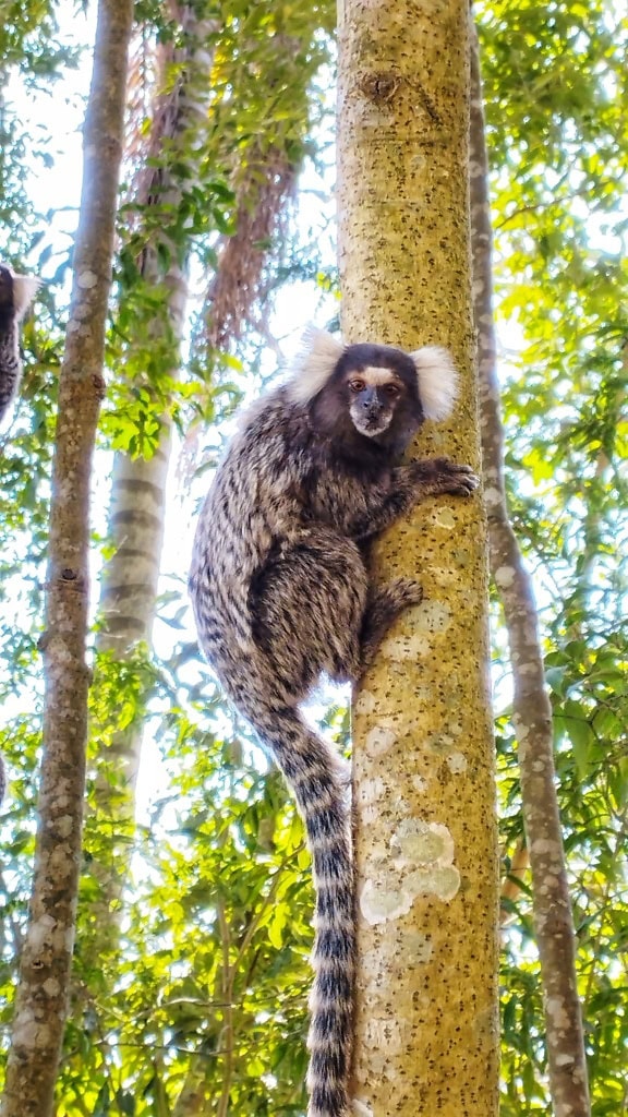 The white-tufted marmoset monkey on a tree in the jungle (Callithrix jacchus)