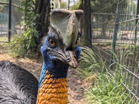 Il casuario nano o di Bennett, noto anche come piccolo casuario o uccello muruk (Casuarius bennetti)