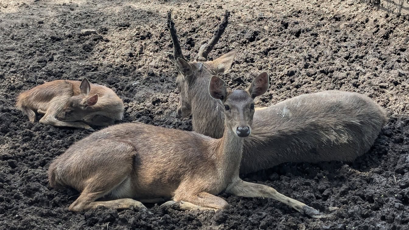 Eine Familie von Hirschen, die im Dreck liegen, Hirschbock, Hirschkuh und Rehkitz