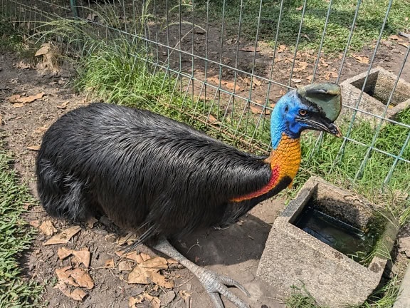 Le casoar nain, également connu sous le nom de casoar de Bennett ou oiseau muruk (Casuarius bennetti)