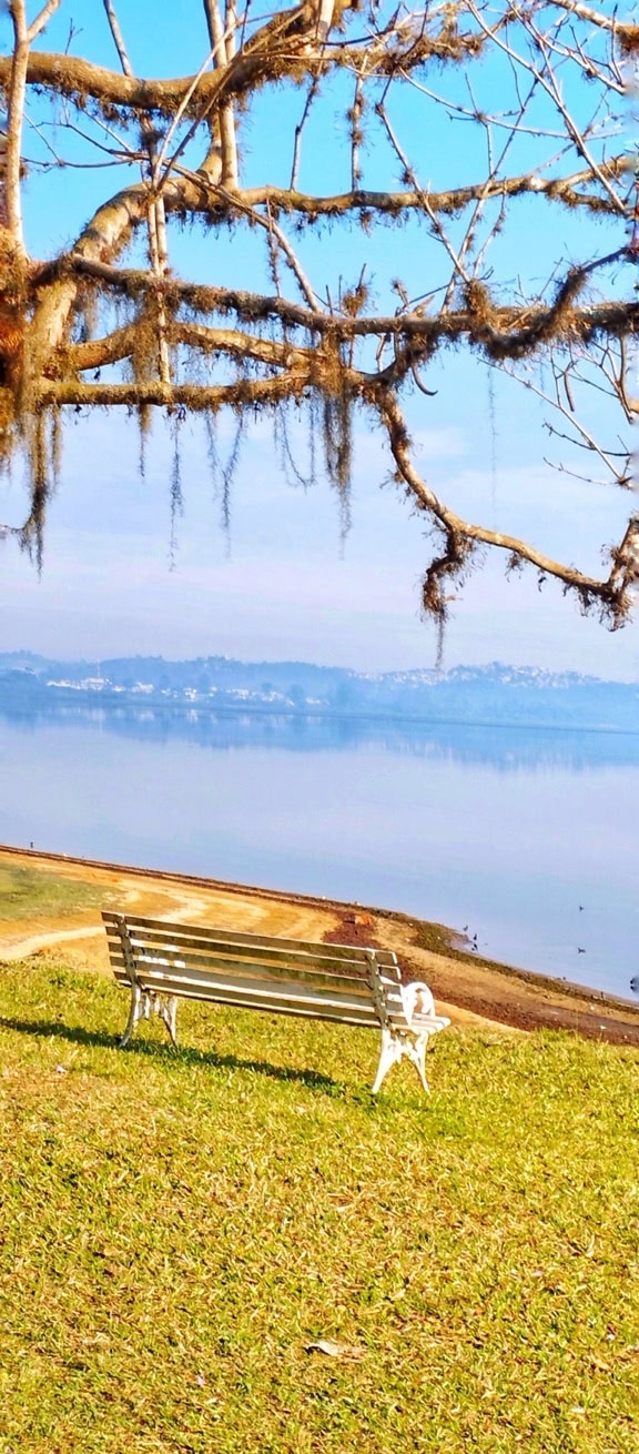 Panchina bianca vuota sotto l’albero sulla costa con vista panoramica su un lago