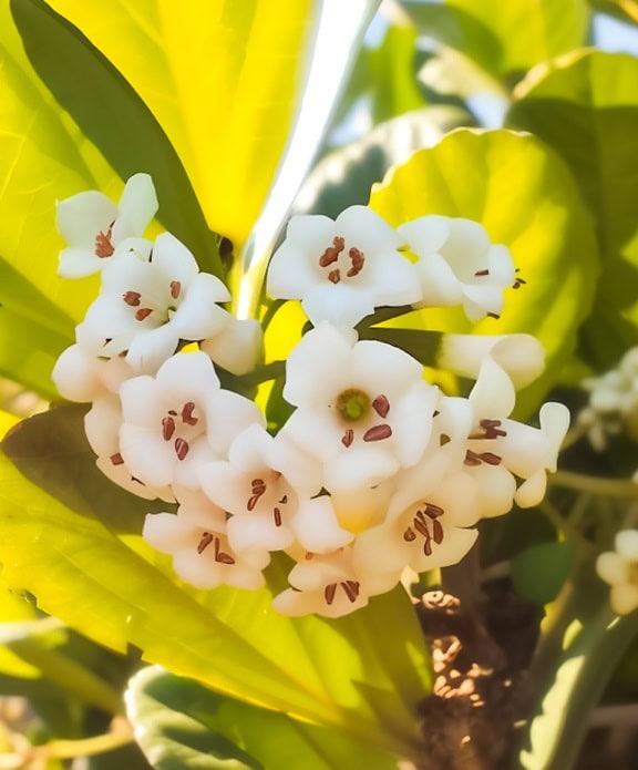 Close-up van een witte bloem met zachte bloemblaadjes en bruinachtige stamper