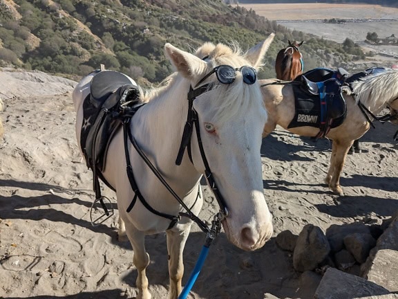 Ein weißes Albino-Pferd mit einem Sattel auf dem Rücken und einer Sonnenbrille auf dem Kopf