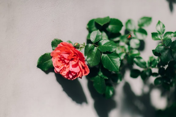 Hybrid av en engelsk ros (Rosa Molineux) och Kina steg (Rosa chinensis)