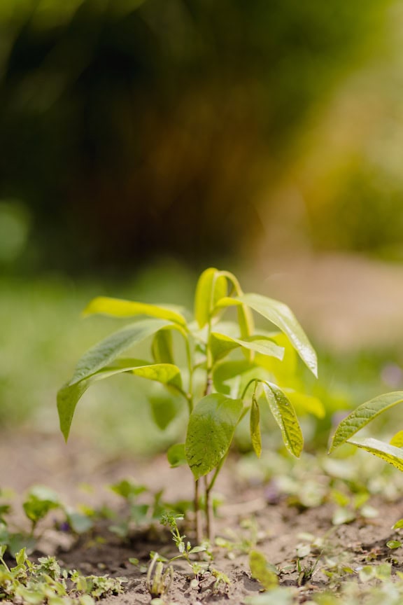 A sapling of the Carpathian or English walnut plant growing from the ground (Juglans regia)