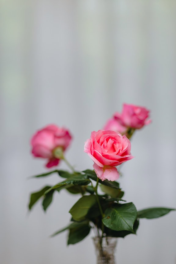 Närbild av en mild knoppar av en kinesisk ros (Rosa chinensis)