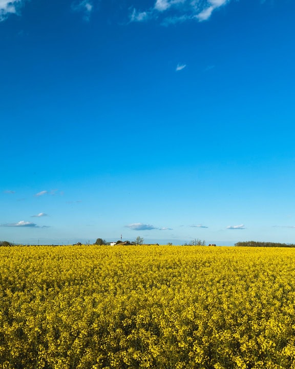 Bidang pertanian di musim panas dengan bunga rapeseed kuning (Brassica napus)