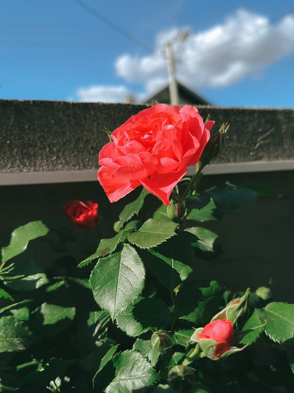 鲜红色的花园玫瑰盛开，玫瑰丛中多了几朵花蕾