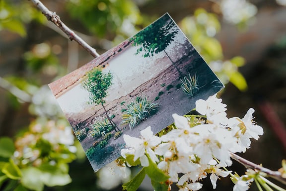 Una vecchia foto di alberi in giardino, appesa a un ramo di un albero in fiore