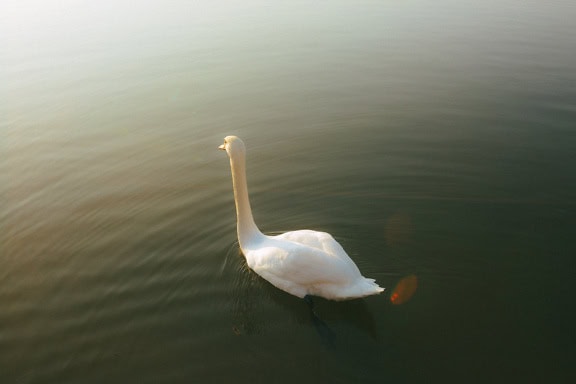 Cigno bianco in acqua in una giornata di sole con i raggi del sole che si riflettono dalla superficie dell’acqua