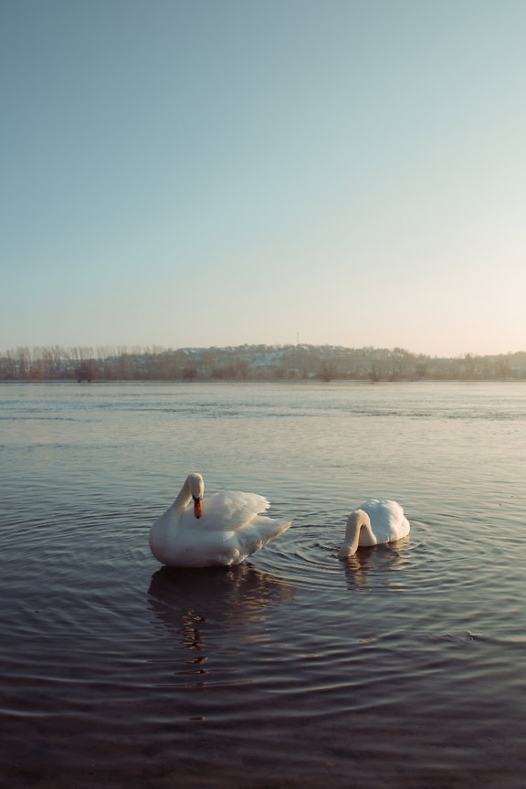 Um par de duas cisnes adultas no lago