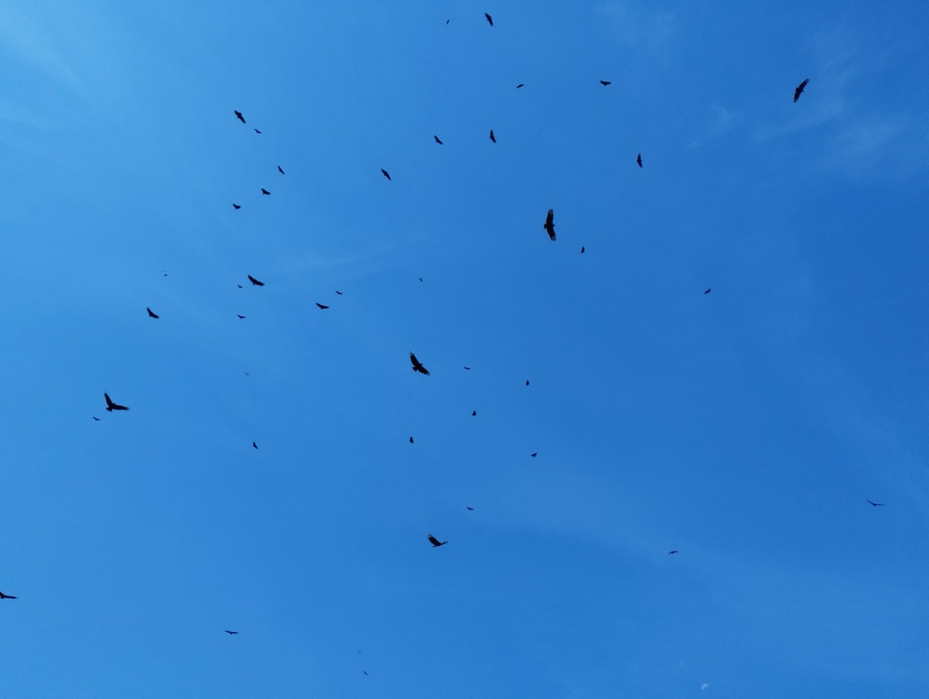 青空を飛ぶ黒い鳥の群れ