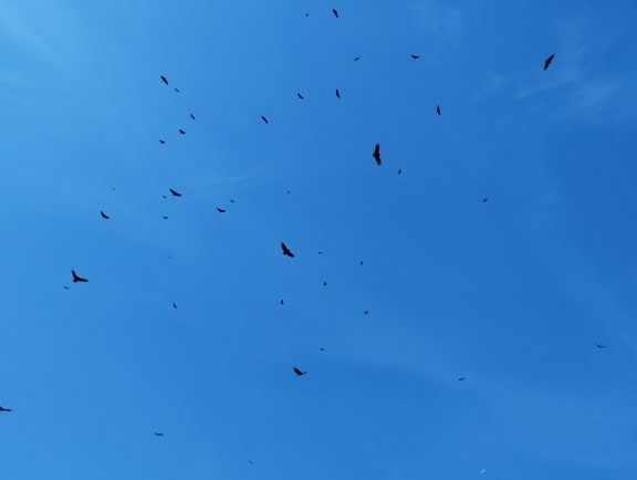 Flock of black birds flying in the blue sky