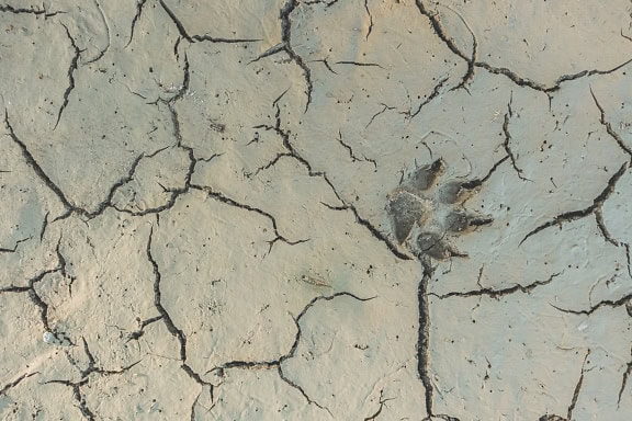 泥だらけのひび割れた土に刻まれた犬の足跡、半乾燥した泥の中の動物の足跡のクローズアップ