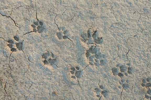 Animal tracks in the dry cracked sand and mud