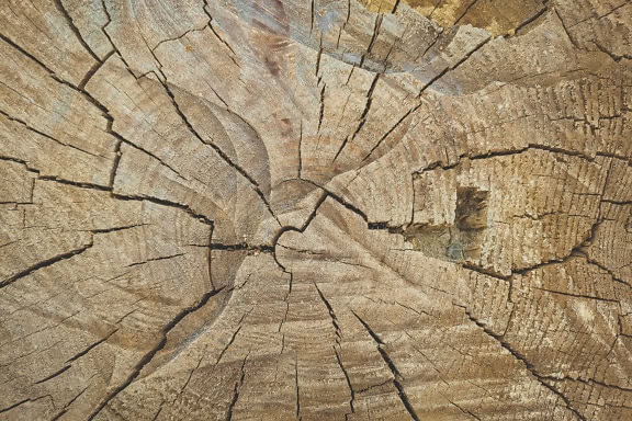 Close-up of a tree stump cross-section with rough surface and deep cracks of dry wood