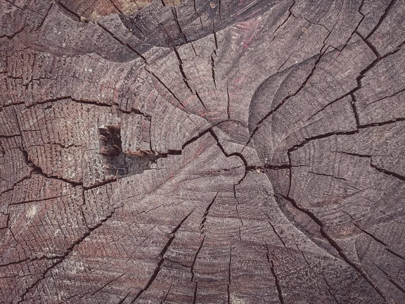 Struttura della sezione trasversale del moncone con dettagli di crepe ruvide e venature del legno