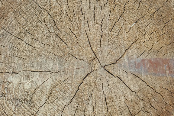 The texture of the cross-section of a stump with a rough cracks on a dry light brown tree trunk