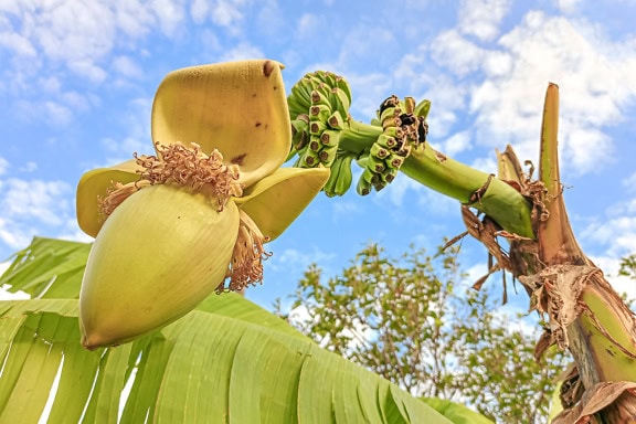 Albero di banane con un grande fiore giallo e piccole banane (Musa acuminata)