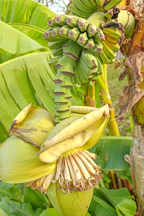 Pohon pisang dengan seikat pisang dan bunga besar (Musa acuminata)