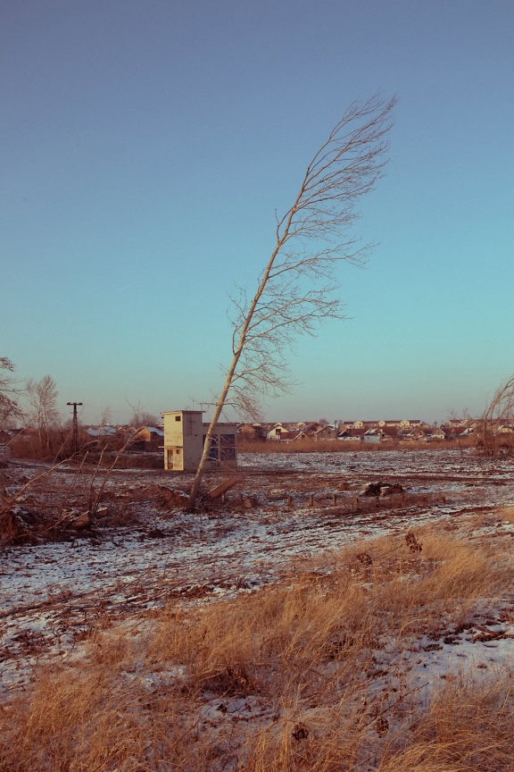 A tree in a field covered with the first snow outside the settlement