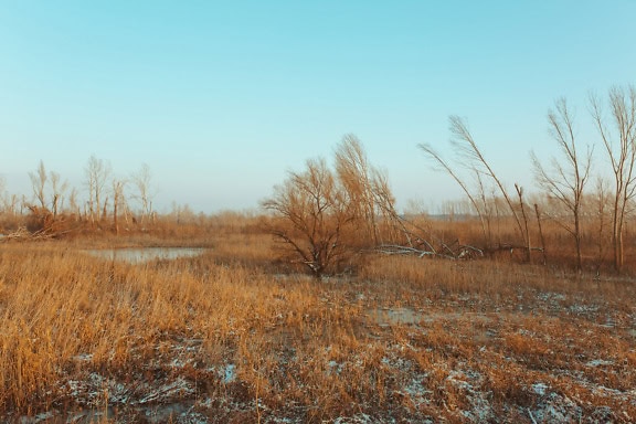 Ein sumpfiges Feld im Spätherbst mit dem ersten Winterschnee, kahlen Bäumen und einem zugefrorenen kleinen See