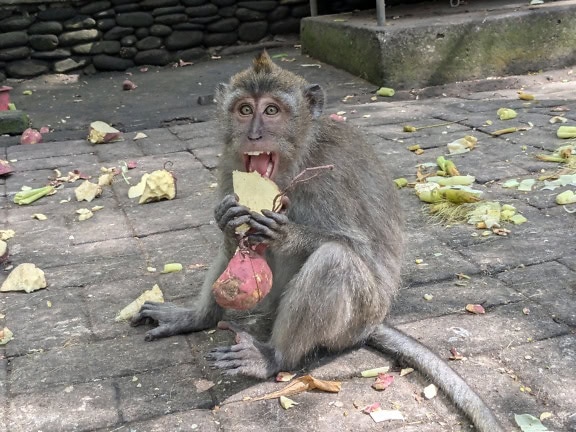 ลิงหางยาวหรือลิงหางยาวบาหลี (Macaca fascicularis) กินอาหาร