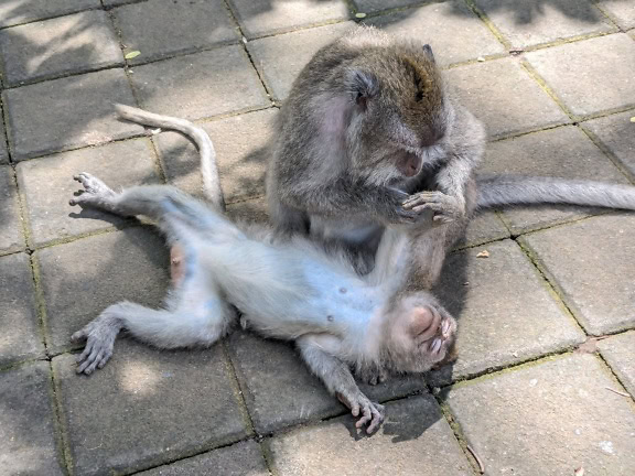 Il macaco dalla coda lunga o scimmia balinese dalla coda lunga pulisce un’altra scimmia nella foresta sacra delle scimmie di Ubud a Bali (Macaca fascicularis)