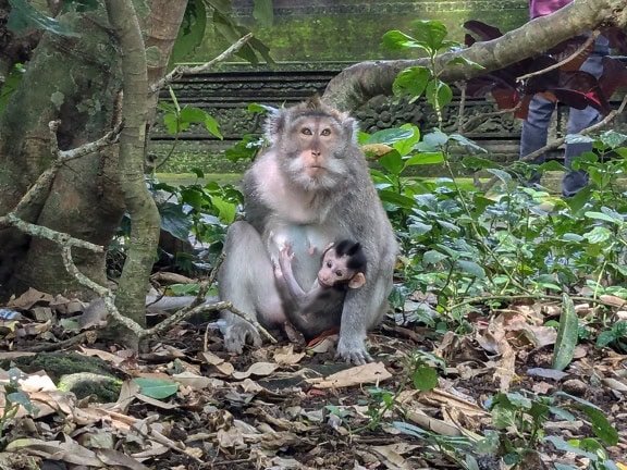 Een baby van aap van de langstaartmakaak of Balinese langstaartaap met zijn moeder (Macaca fascicularis)