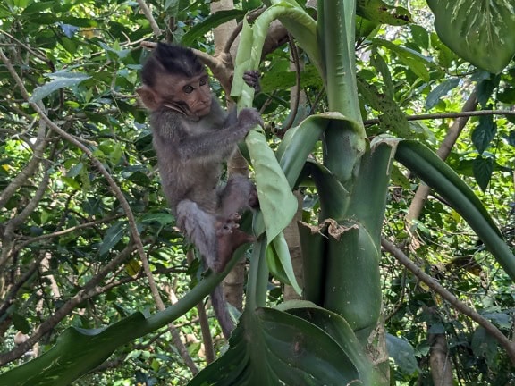 ลูกลิงแสมหางยาวหรือลิงหางยาวบาหลีที่น่ารัก (Macaca fascicularis) ปีนต้นไม้ในป่าในบาหลี ประเทศอินโดนีเซีย