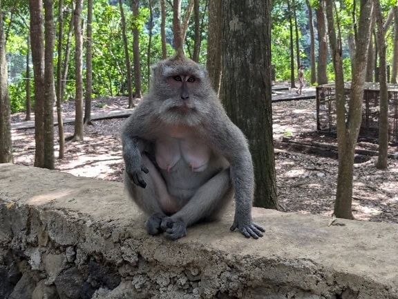 Pitkähäntäisen makakin tai balilaisen pitkähäntäapinan naaras (Macaca fascicularis) istumassa kiviseinällä