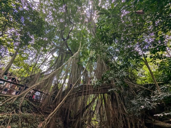 Overgrown bridge in jungle at Ubud Sacred Monkey Forest Sanctuary, Bali, Indonesia