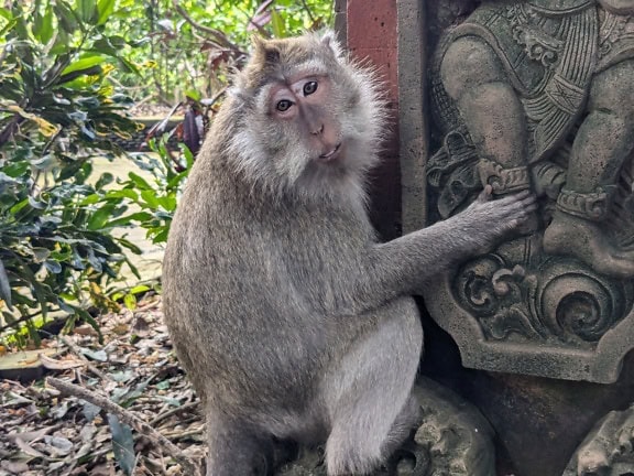 El macaco de cola larga o el mono balinés de cola larga (Macaca fascicularis) en el Bosque Sagrado de los Monos de Ubud en Bali, Indonesia