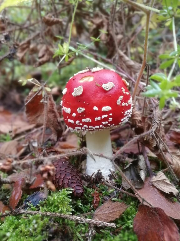 A fly agaric or fly amanita mushroom (Amanita muscaria), a white-red poisonous and psychoactive fungus