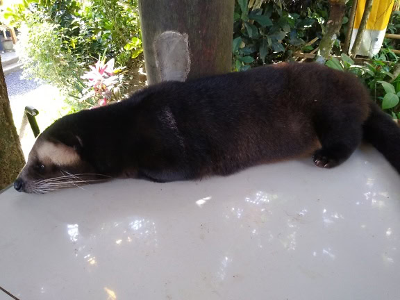 Die edelsteingesichtige Zibetkatze oder die Himalaya-Palmenzibetkatze (Paguma larvata)