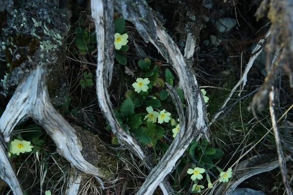 Tavallinen esikko, monivuotinen metsäkasvi, jolla on kellertävät kukat ja joka kasvaa kuivien juurien keskellä (Primula vulgaris)